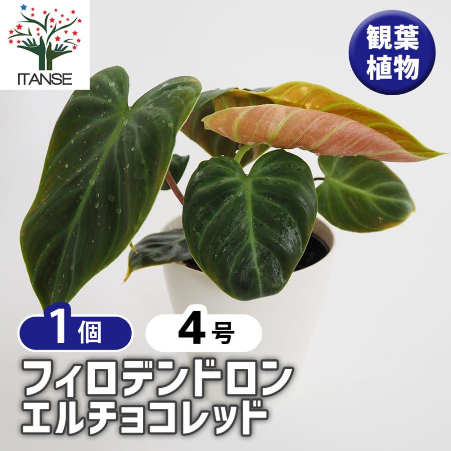 フィロデンドロン エルチョコレッド 観葉植物 4号/1個売り フィロデン