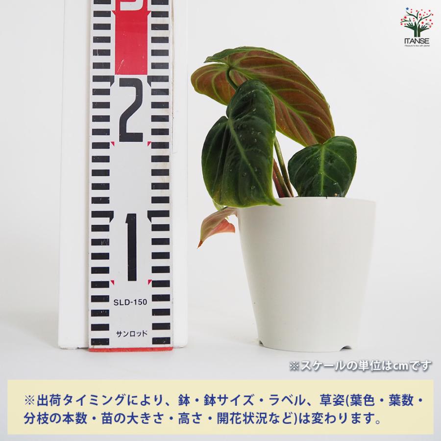 フィロデンドロン エルチョコレッド 観葉植物 4号/1個売り フィロデン