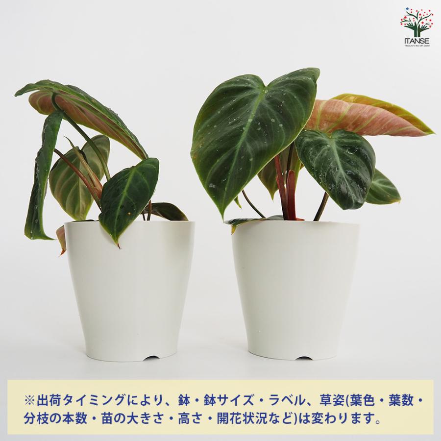 フィロデンドロン エルチョコレッド 観葉植物 4号/1個売り フィロデン