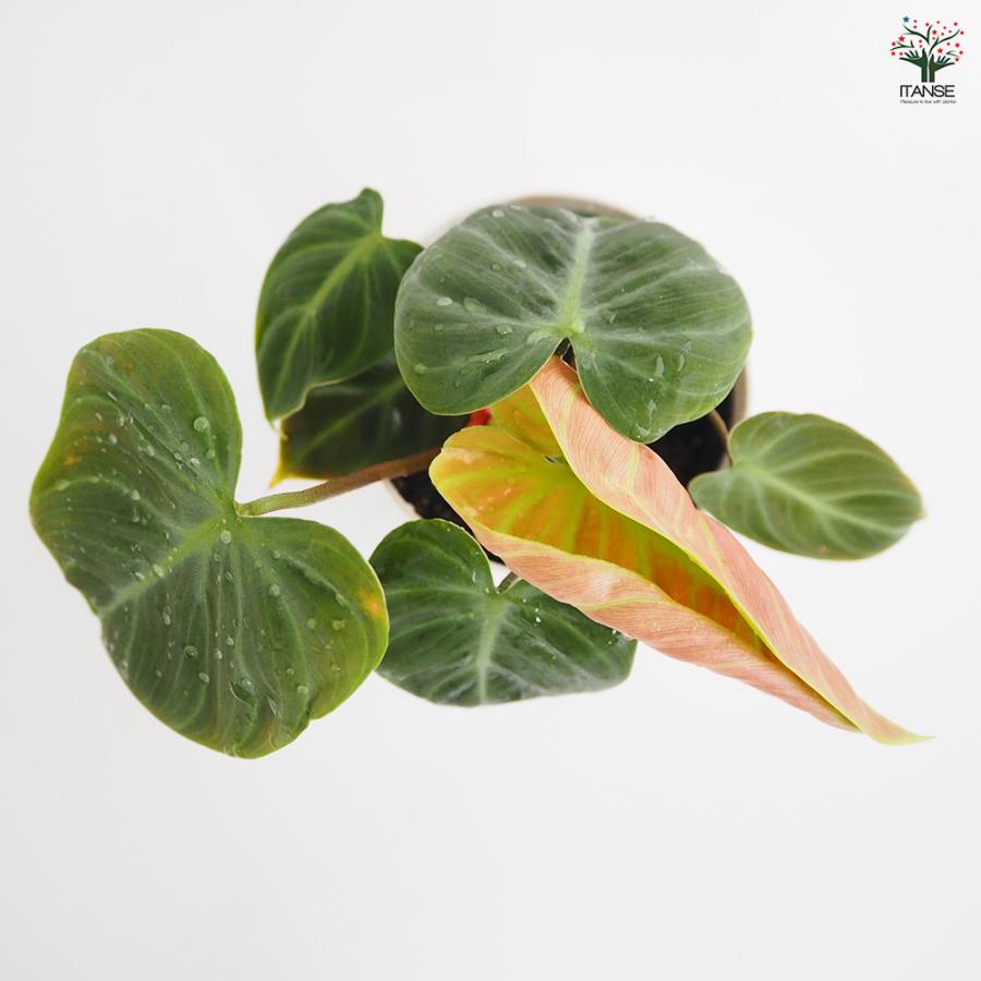 フィロデンドロン エルチョコレッド 観葉植物 4号/1個売り フィロデン