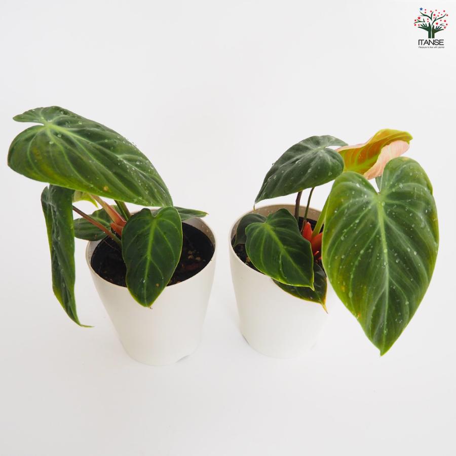 フィロデンドロン エルチョコレッド 観葉植物 4号/1個売り フィロデン