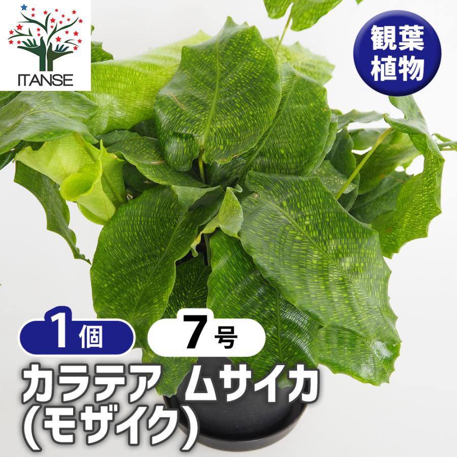 カラテア ムサイカ(モザイク) 観葉植物 7号/1個売り リビング オフィス