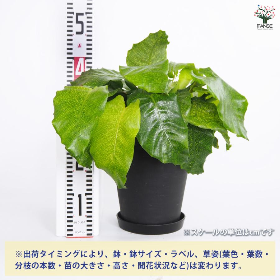 カラテア ムサイカ(モザイク) 観葉植物 7号/1個売り リビング オフィス