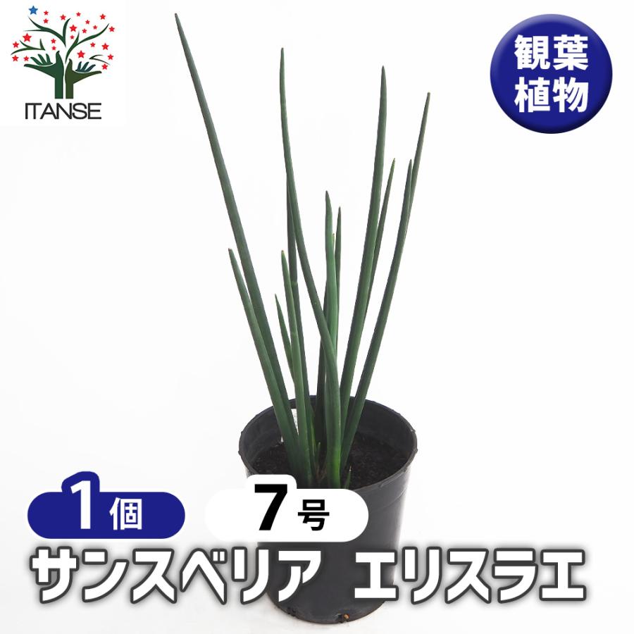 サンスベリア エリスラエ 観葉植物 7号/1個売り リビング オフィス