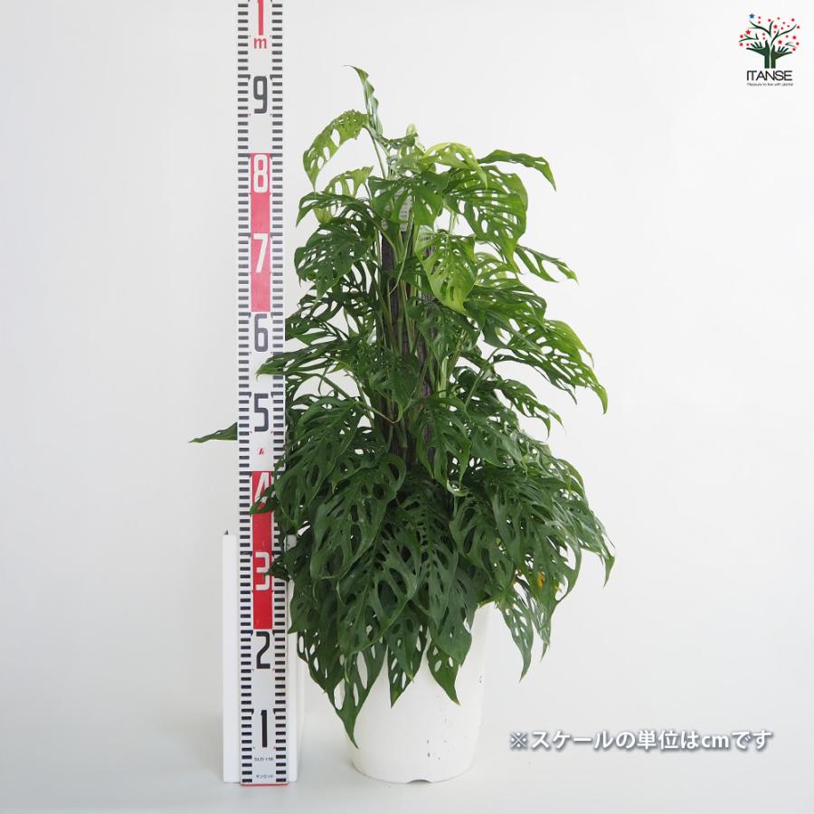 モンステラ アダンソニー 観葉植物 8号/1個売り リビング オフィス