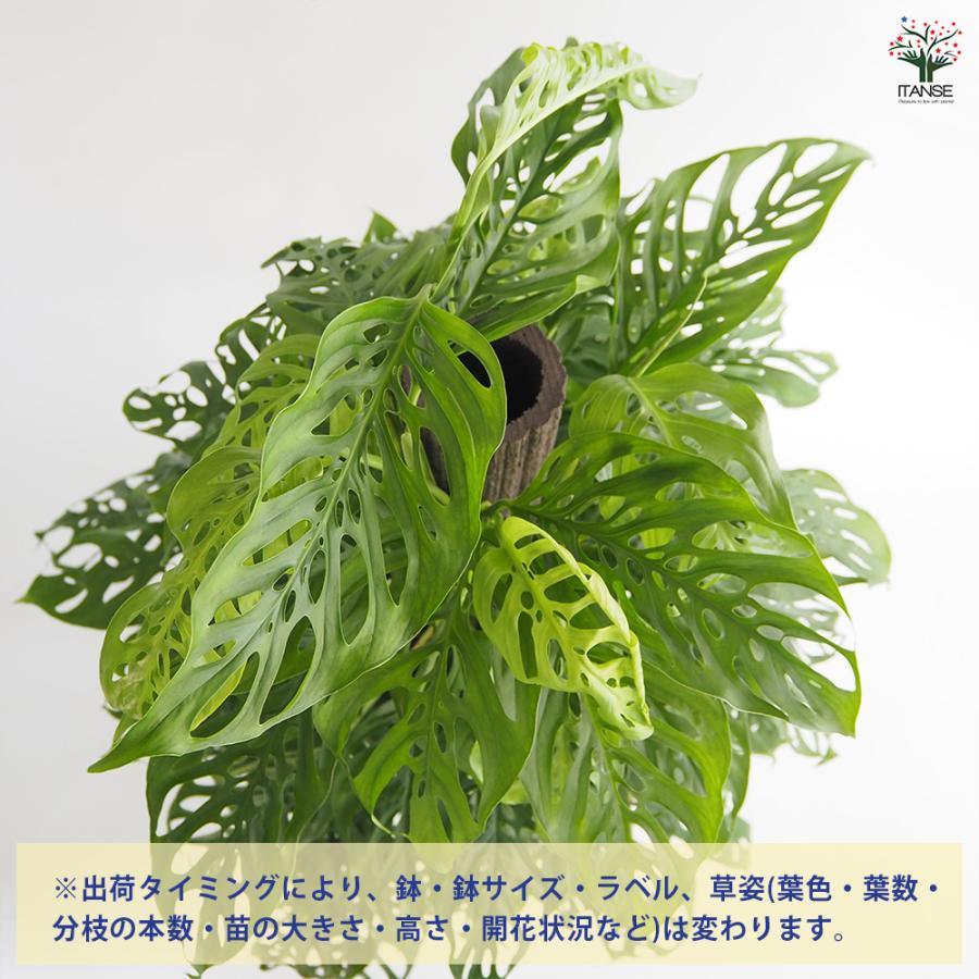 モンステラ アダンソニー 観葉植物 8号/1個売り リビング オフィス
