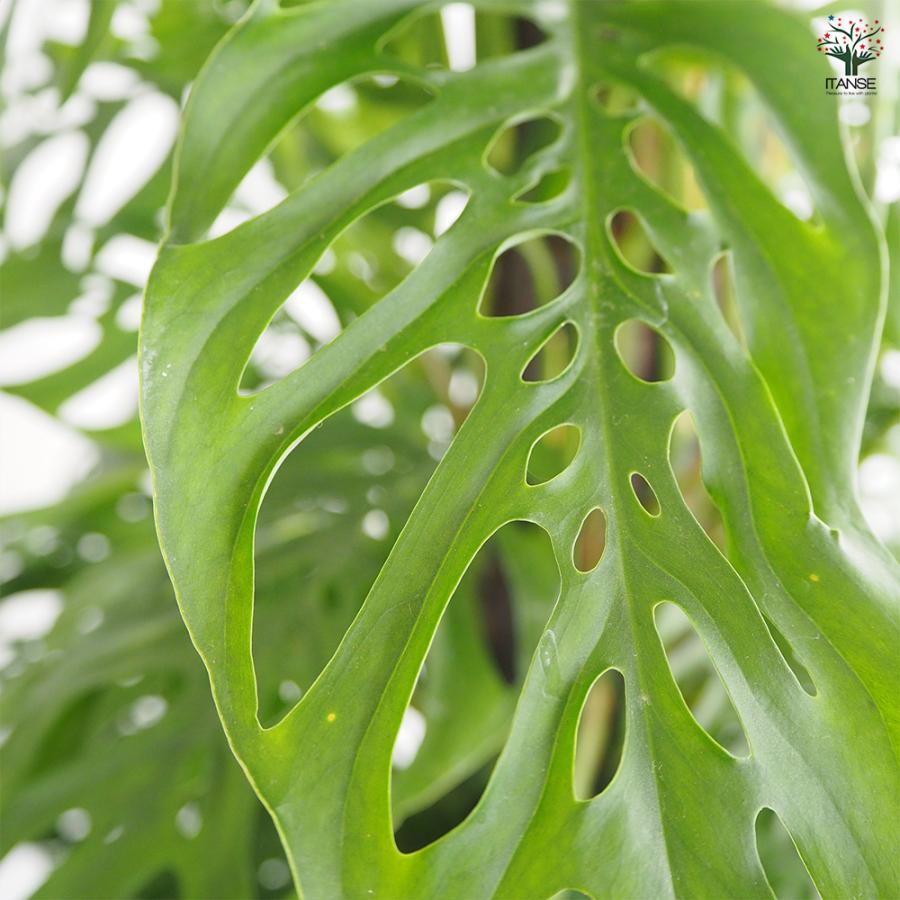 モンステラ アダンソニー 観葉植物 8号/1個売り リビング オフィス