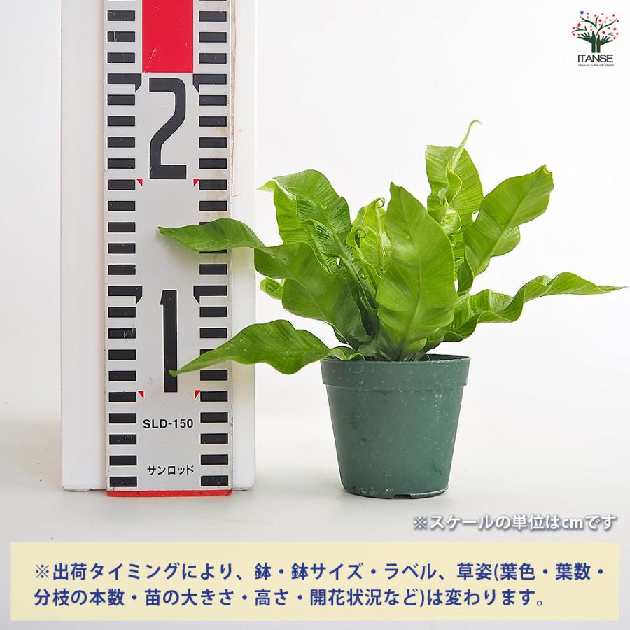 アスプレニウム エメラルドウエーブ 観葉植物 2.5号/1個売り シマオオ