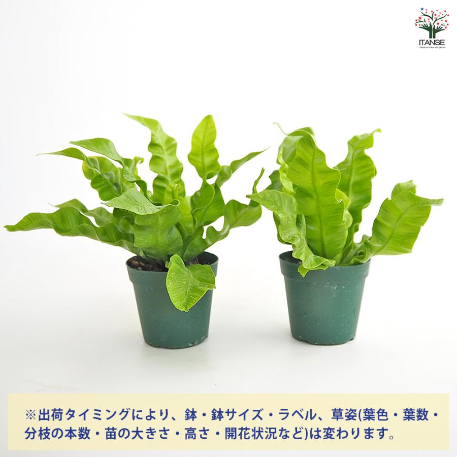 アスプレニウム エメラルドウエーブ 観葉植物 2.5号/1個売り シマオオ