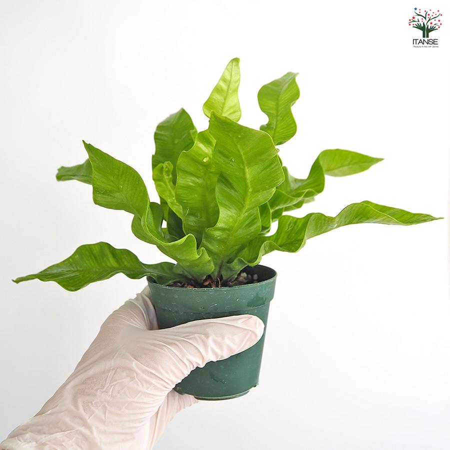 アスプレニウム エメラルドウエーブ 観葉植物 2.5号/1個売り シマオオ