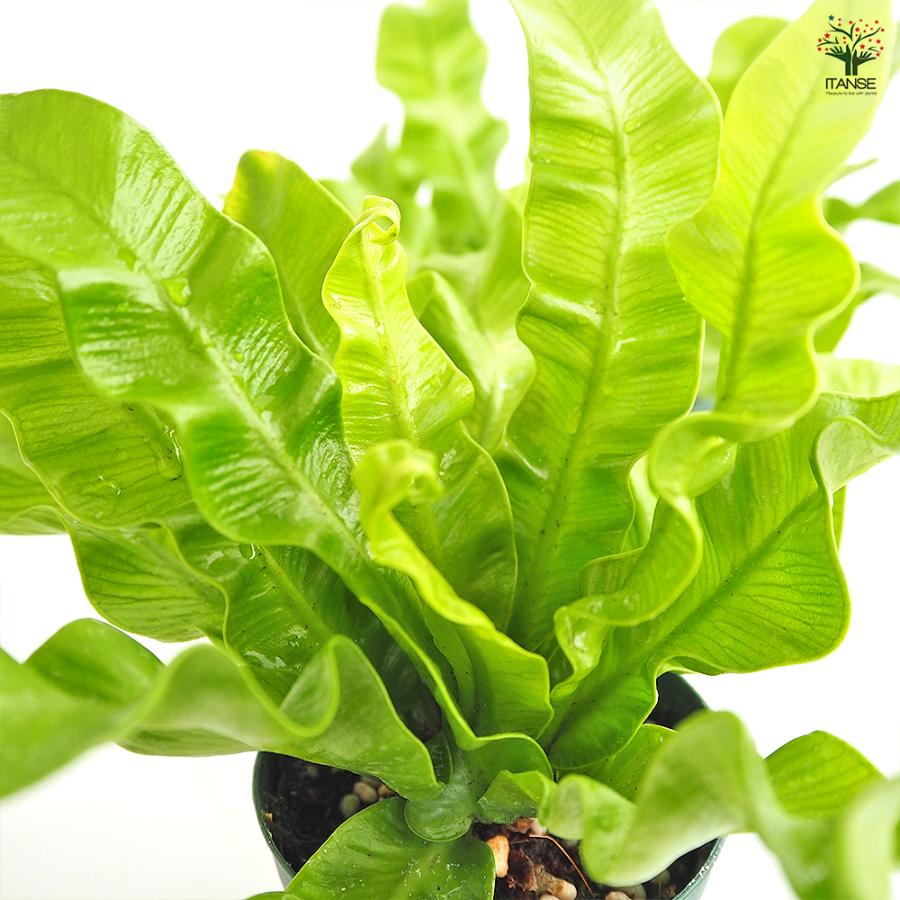 アスプレニウム エメラルドウエーブ 観葉植物 2.5号/1個売り シマオオ