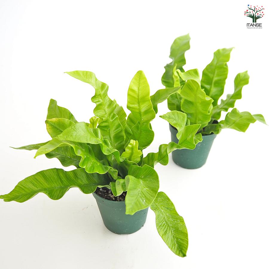 アスプレニウム エメラルドウエーブ 観葉植物 2.5号/1個売り シマオオ