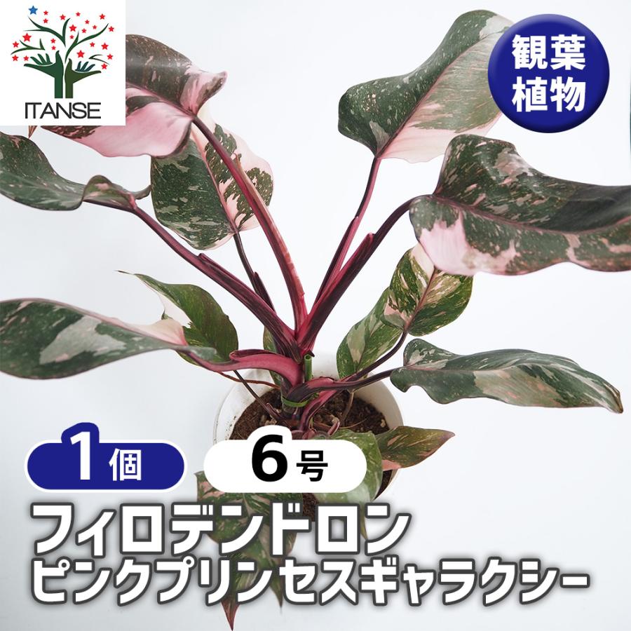 フィロデンドロン ピンクプリンセスギャラクシー 観葉植物 6号/1個売り