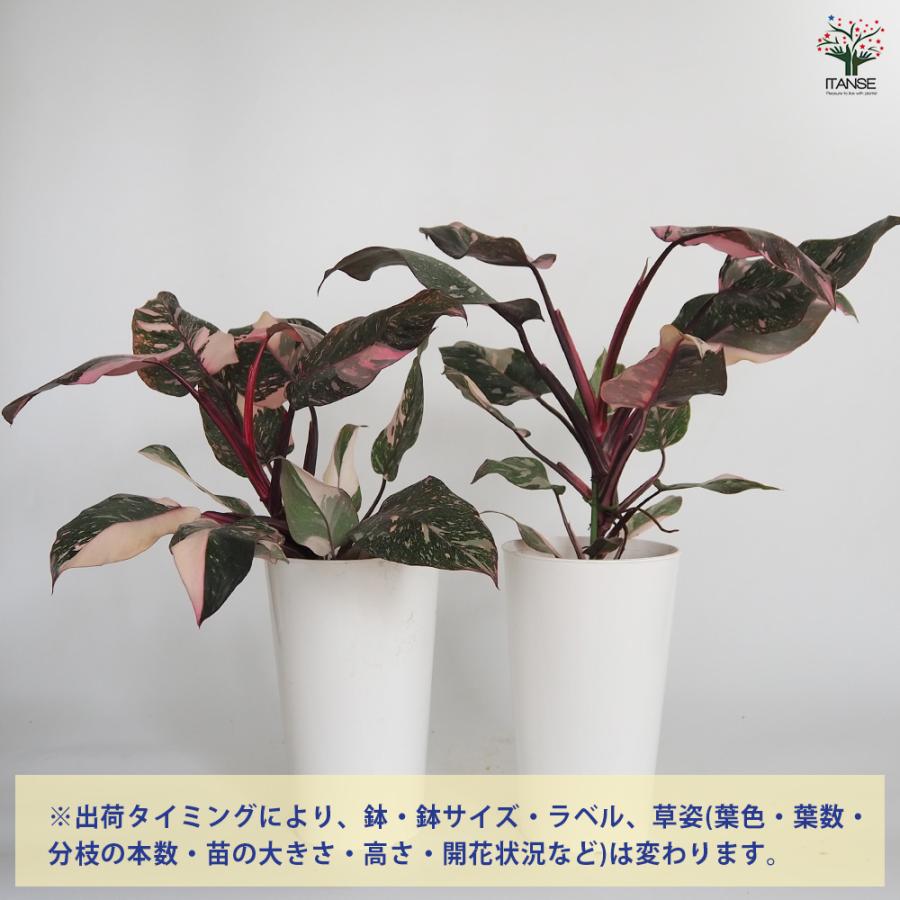 フィロデンドロン ピンクプリンセスギャラクシー 観葉植物 6号/1個売り