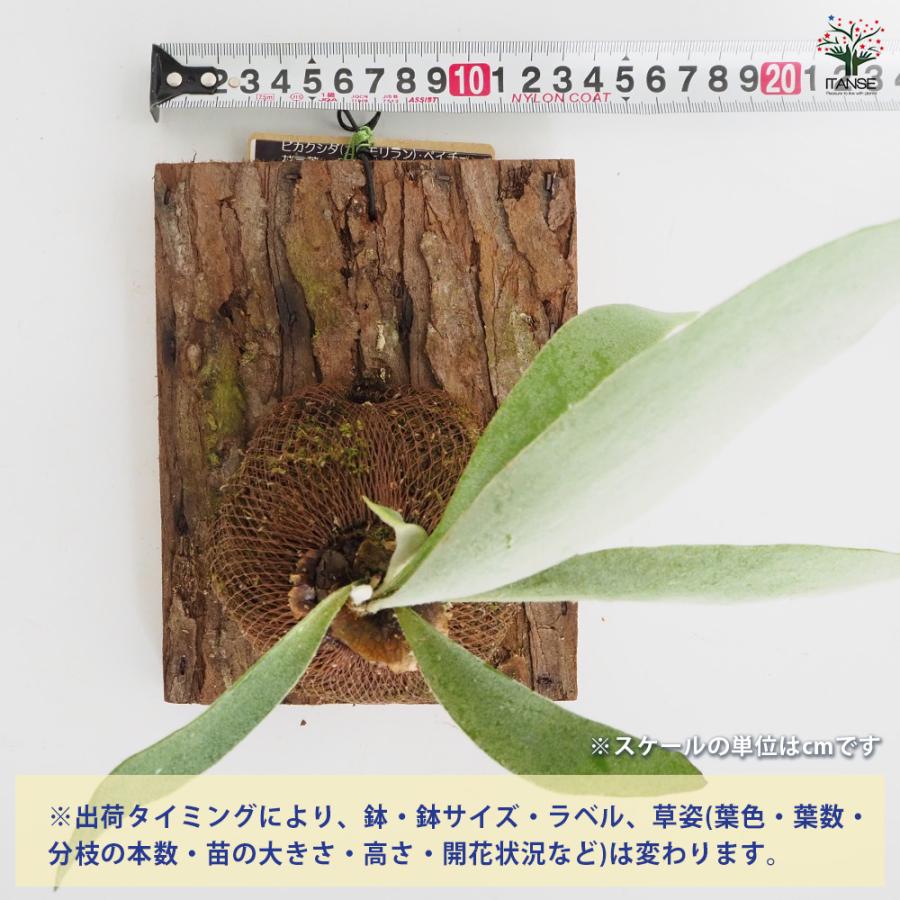 コウモリラン ベイチー 板付き 観葉植物 /1個売り Platycerium 