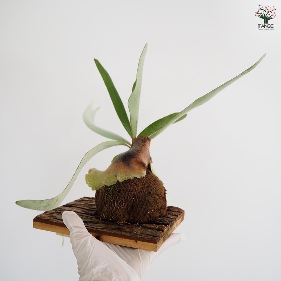 コウモリラン ベイチー 板付き 観葉植物 /1個売り Platycerium