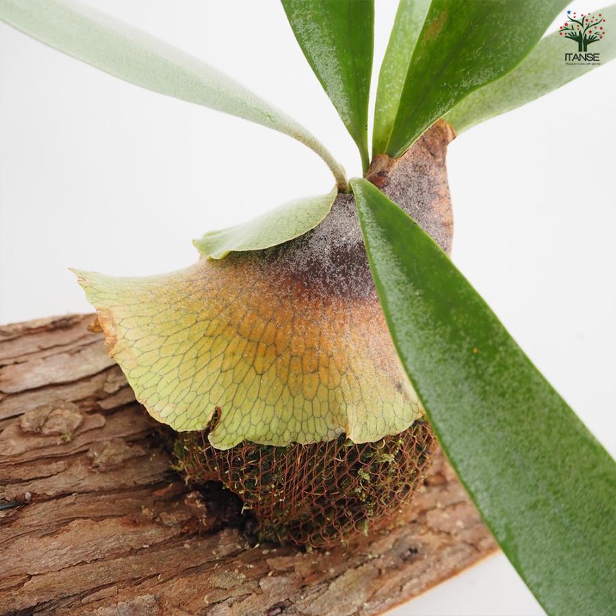 コウモリラン ベイチー 板付き 観葉植物 /1個売り Platycerium