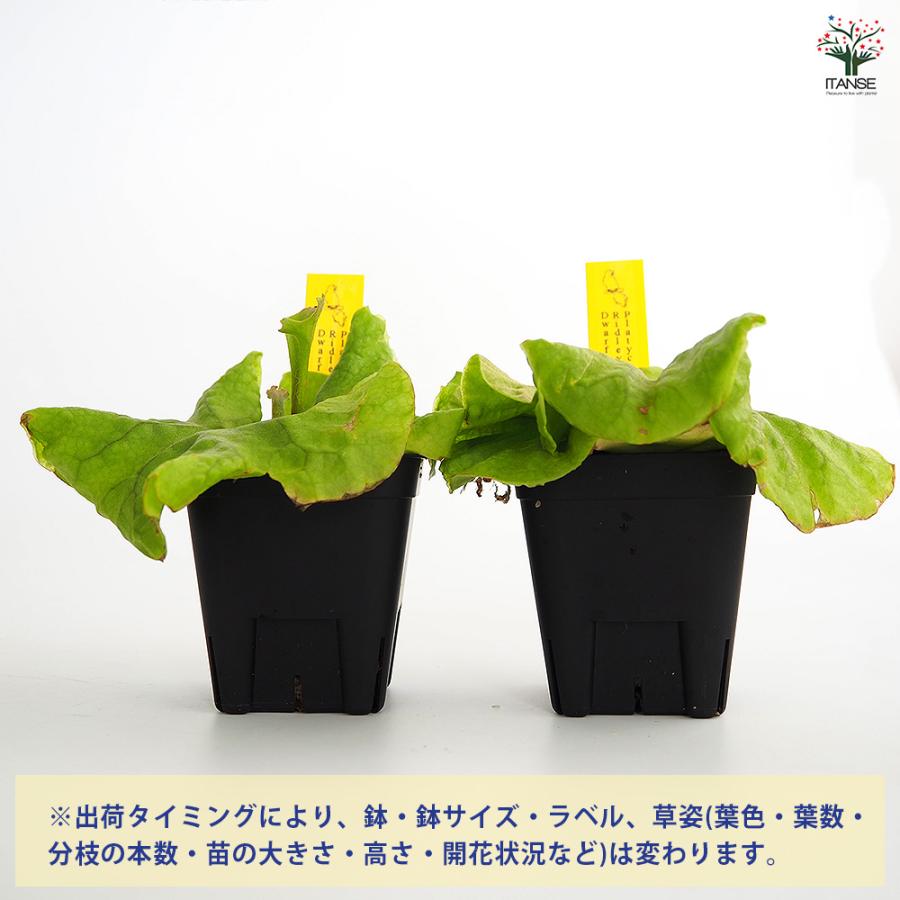 コウモリラン リドレイドワーフコンパクト 観葉植物 2.5号/1個売り