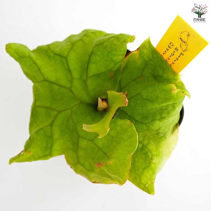 コウモリラン リドレイドワーフコンパクト 観葉植物 2.5号/1個売り