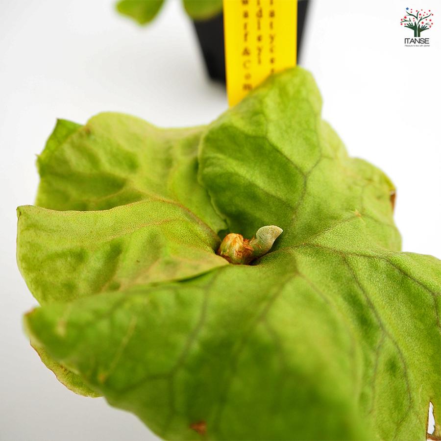 ビカクシダ　ヒリー　ドワーフ　コンパクト、CloudSeries専用出品 imgrc0136575613.jpg