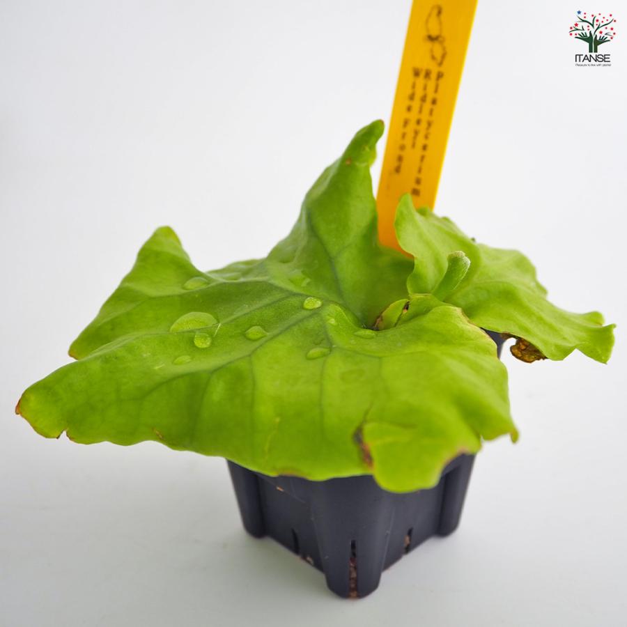 コウモリラン リドレイ ワイドフロンド 観葉植物 2.5号/1個売り