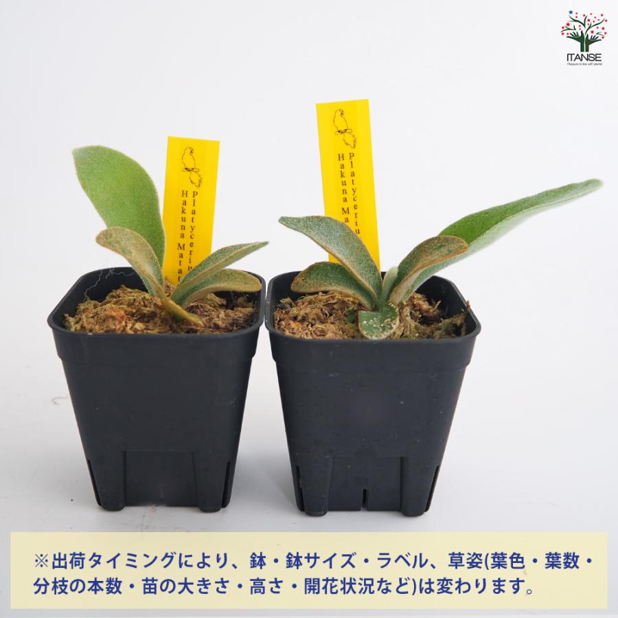 ビカクシダ ハクナマタタ ocPUP 1株のみ 現品) ビカクシダ 'ハクナマタタ' (TC) (No.41154) (コウモリラン 観葉