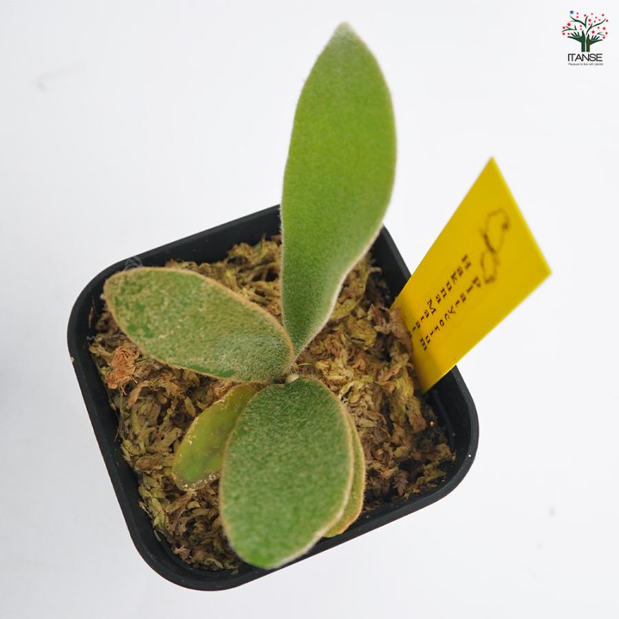 コウモリラン ハクナマタタ 観葉植物 2.5号/1個売り Platycerium