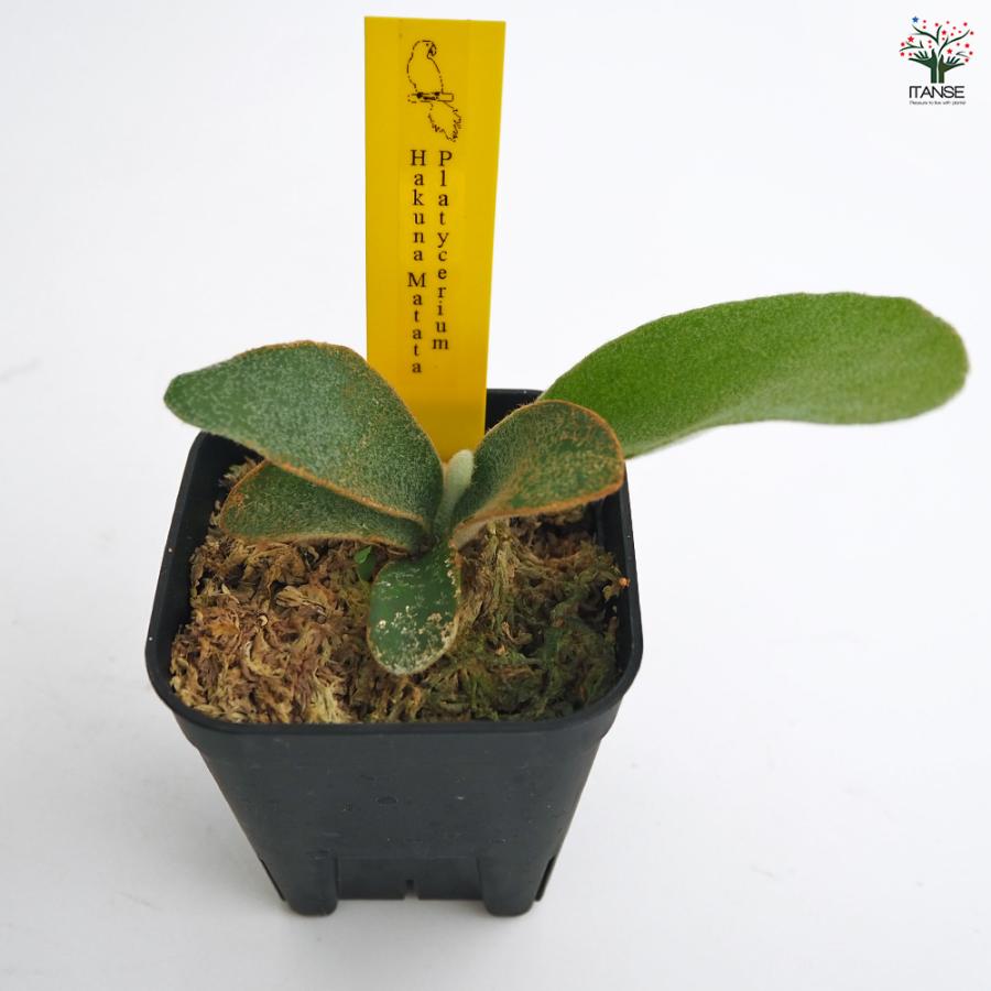 コウモリラン ハクナマタタ 観葉植物 2.5号/1個売り Platycerium