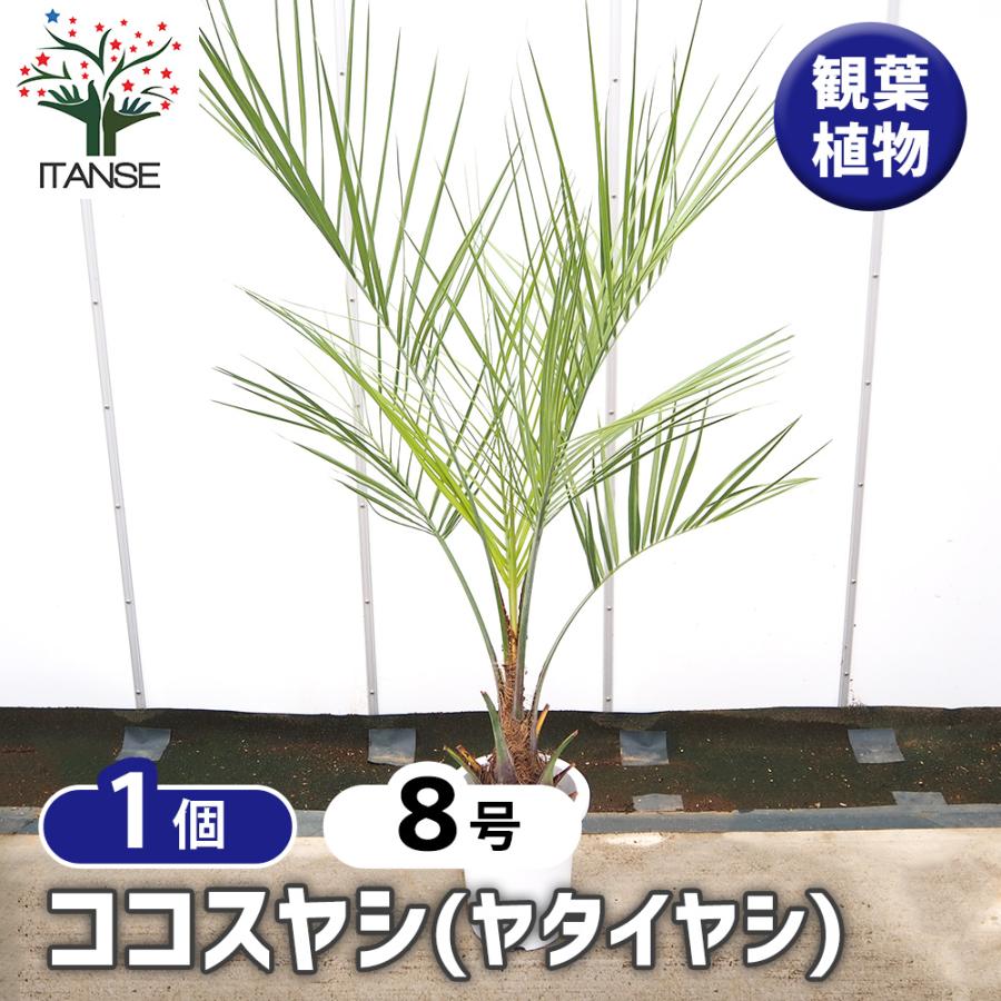 ココスヤシ(ヤタイヤシ) 観葉植物 8号/1個売り 南国 トロピカル