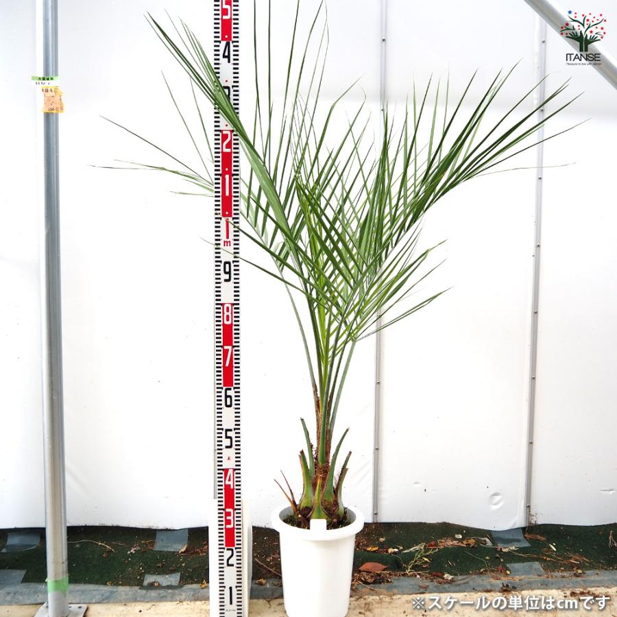 ココスヤシ(ヤタイヤシ) 観葉植物 8号/1個売り 南国 トロピカル