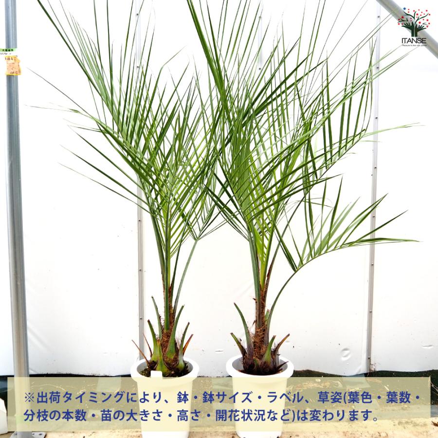 ココスヤシ(ヤタイヤシ) 観葉植物 8号/1個売り 南国 トロピカル