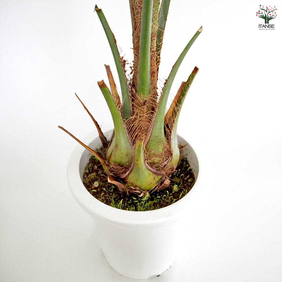 ココスヤシ(ヤタイヤシ) 観葉植物 8号/1個売り 南国 トロピカル 
