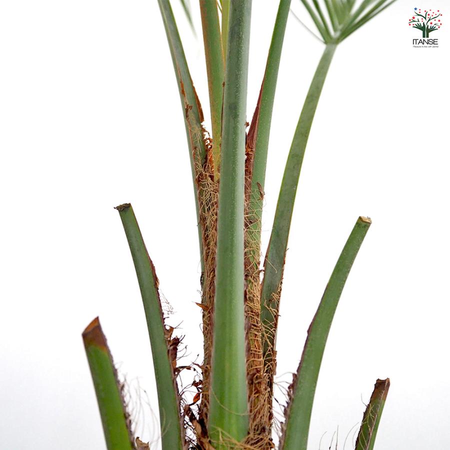 ココスヤシ(ヤタイヤシ) 観葉植物 8号/1個売り 南国 トロピカル