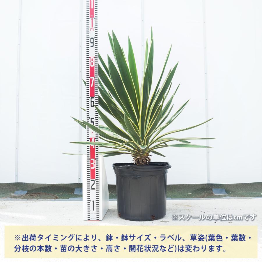 ユッカ グロリオサ バリエガータ 観葉植物 10号/1個売り ゆっか
