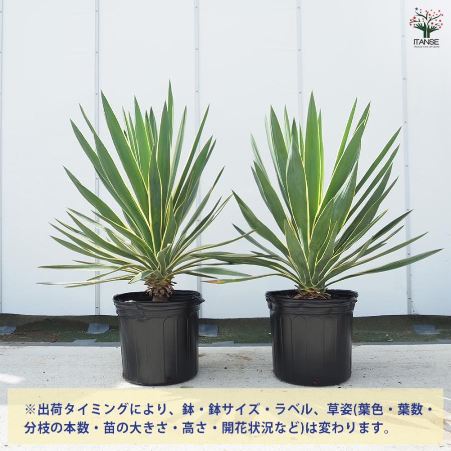 ユッカ　グロリオサ　バリエガータ【24-830】 ユッカ グロリオサ バリエガータ 観葉植物 10号/1個売り ゆっか