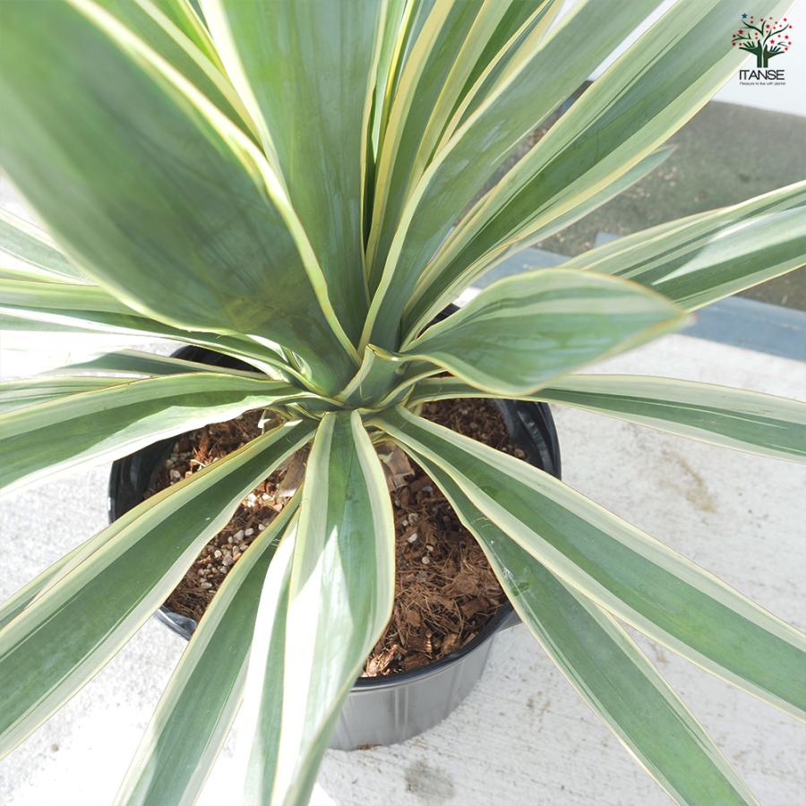 ユッカ グロリオサ バリエガータ 観葉植物 10号/1個売り ゆっか