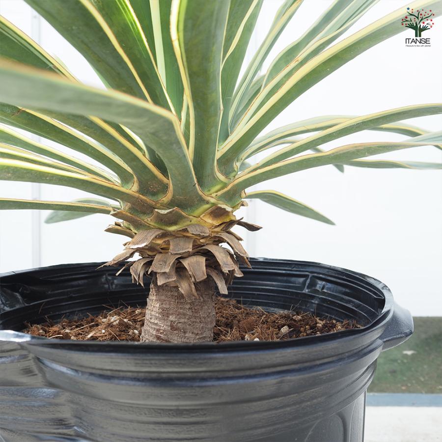 ユッカ グロリオサ バリエガータ 観葉植物 10号/1個売り ゆっか