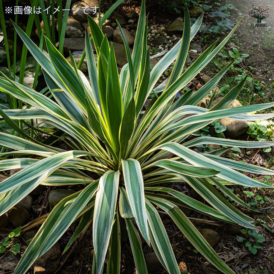 ユッカ グロリオサ バリエガータ 観葉植物 10号/1個売り ゆっか