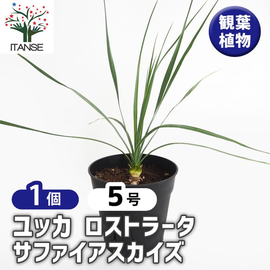ユッカ ロストラータ サファイアスカイズ 観葉植物 5号/1個売り ゆっか