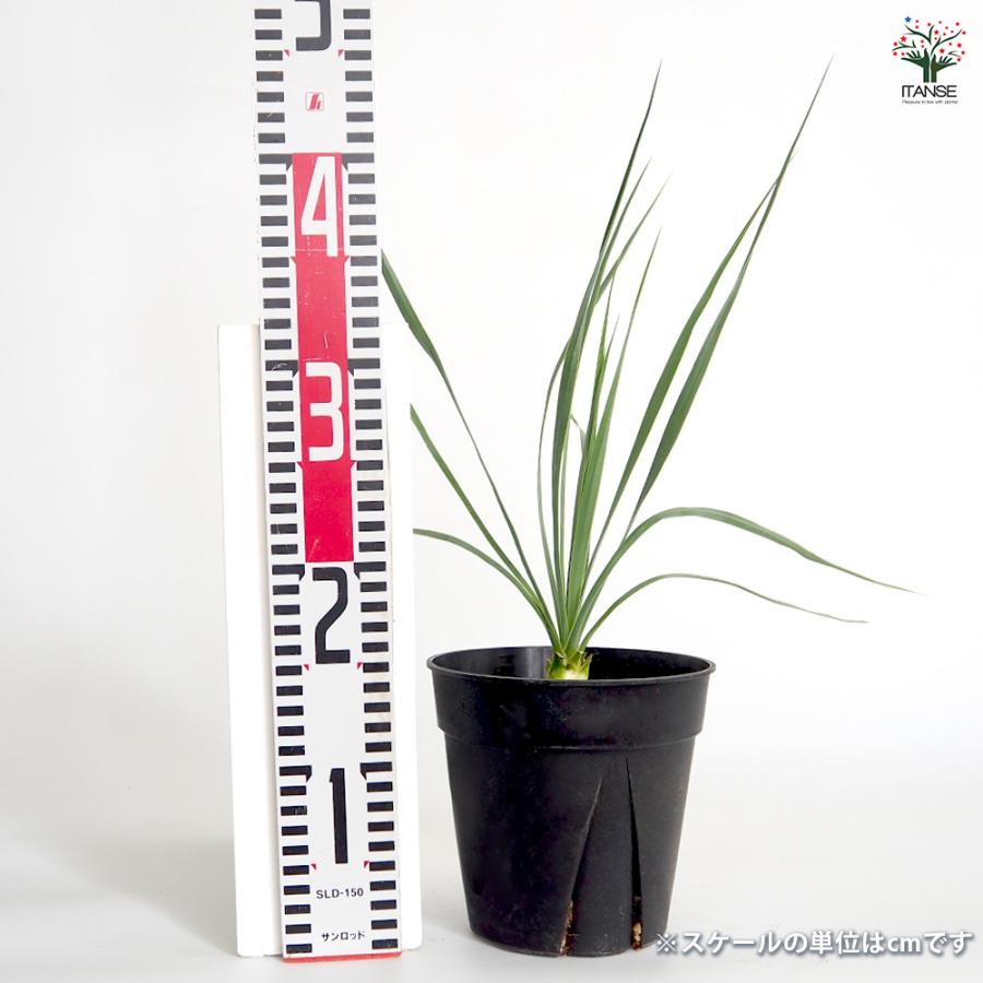 ユッカ ロストラータ サファイアスカイズ 観葉植物 5号/1個売り ゆっか