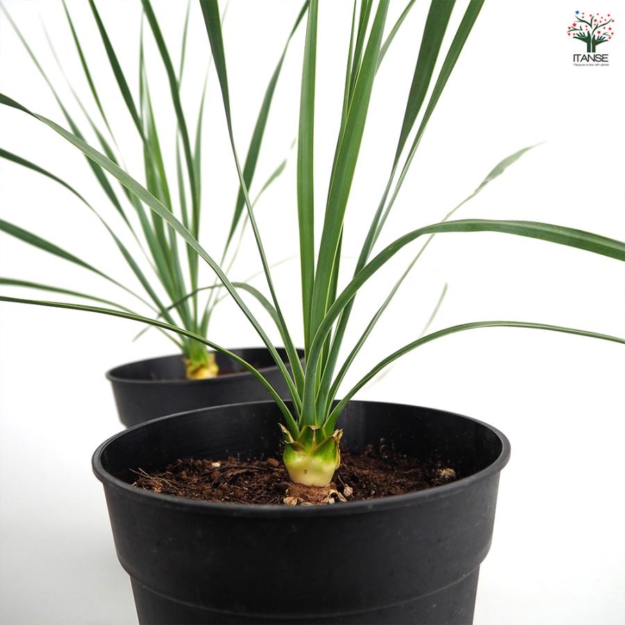 ユッカ ロストラータ サファイアスカイズ 観葉植物 5号/1個売り ゆっか