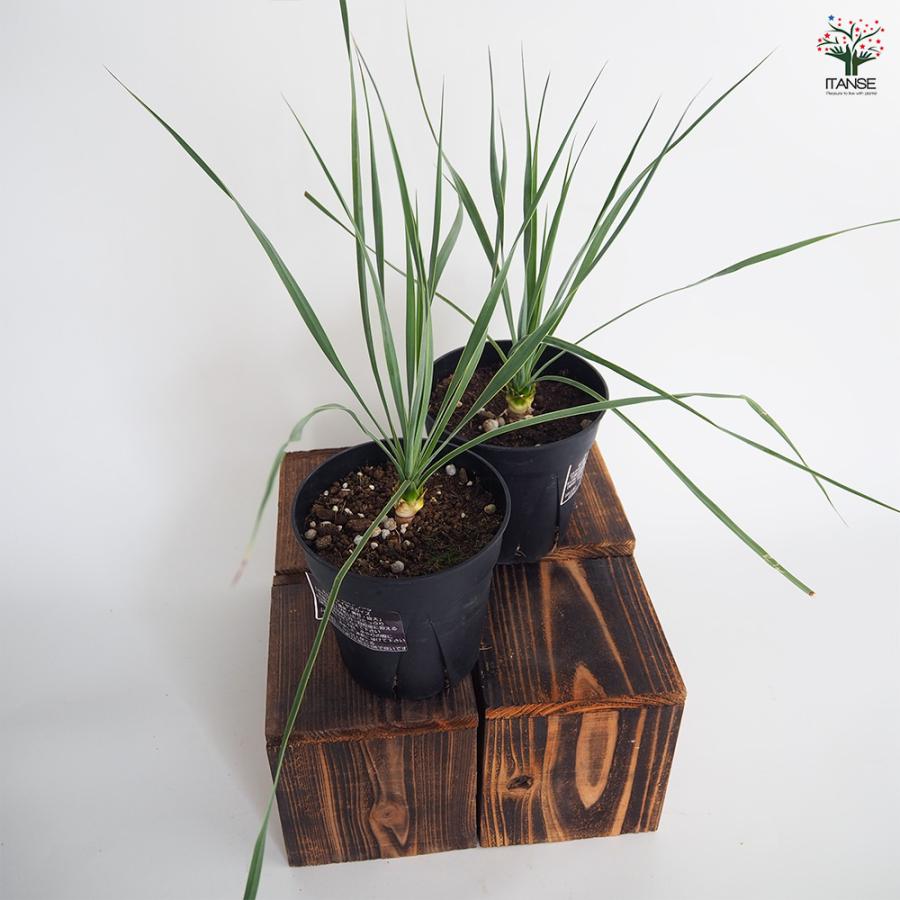 売約済※ユッカ ロストラータ サファイアスカイズ 5【現品】 ☆希少