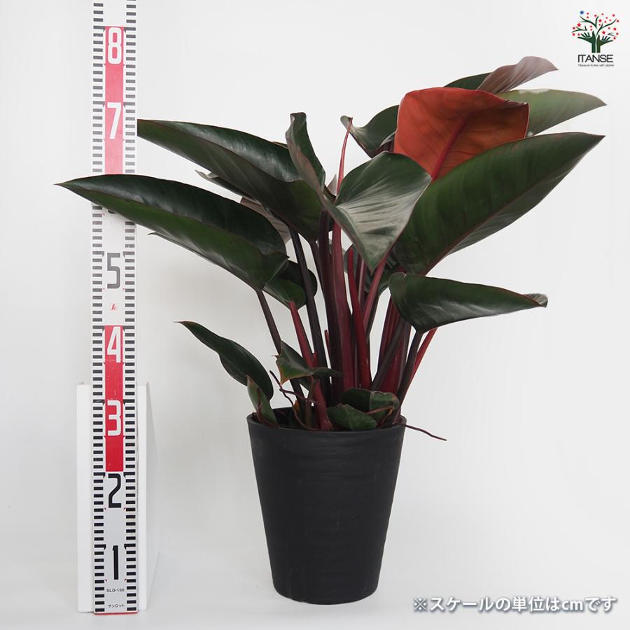 フィロデンドロン ロジョコンゴ 観葉植物 8号/1個売り フィロデン