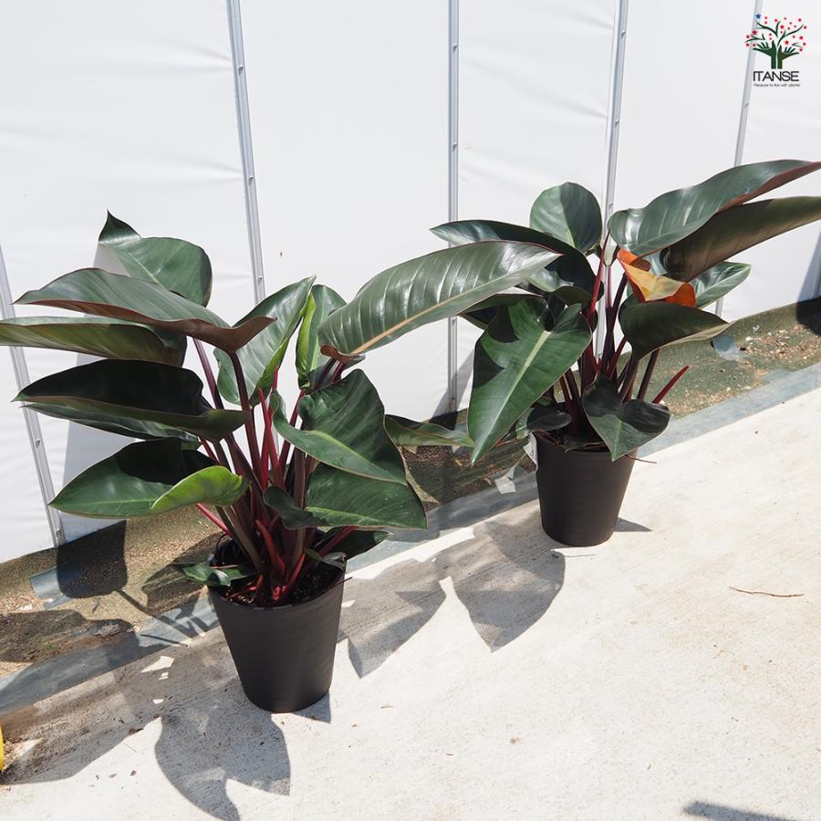 フィロデンドロン ロジョコンゴ 観葉植物 8号/1個売り フィロデン