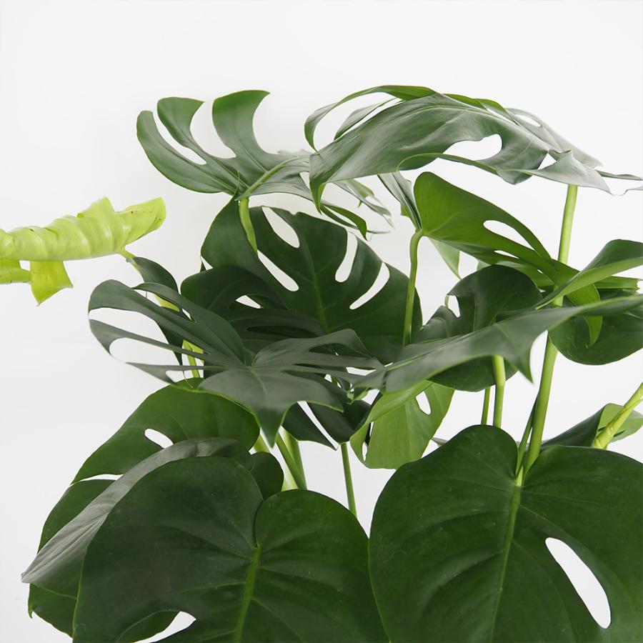 『300円スタート』 モンステラ デリシオーサ 観葉植物　高さ130センチ モンステラ デリシオーサ 観葉植物 7号/1個売り リビング オフィス