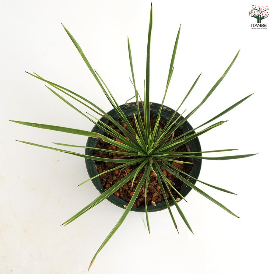ユッカ リネアリフォリア リニアリーフ 観葉植物 4号/1個売り ゆっか