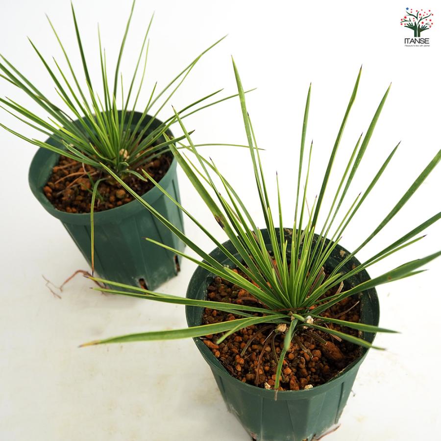 ユッカ リネアリフォリア リニアリーフ 観葉植物 4号/1個売り ゆっか