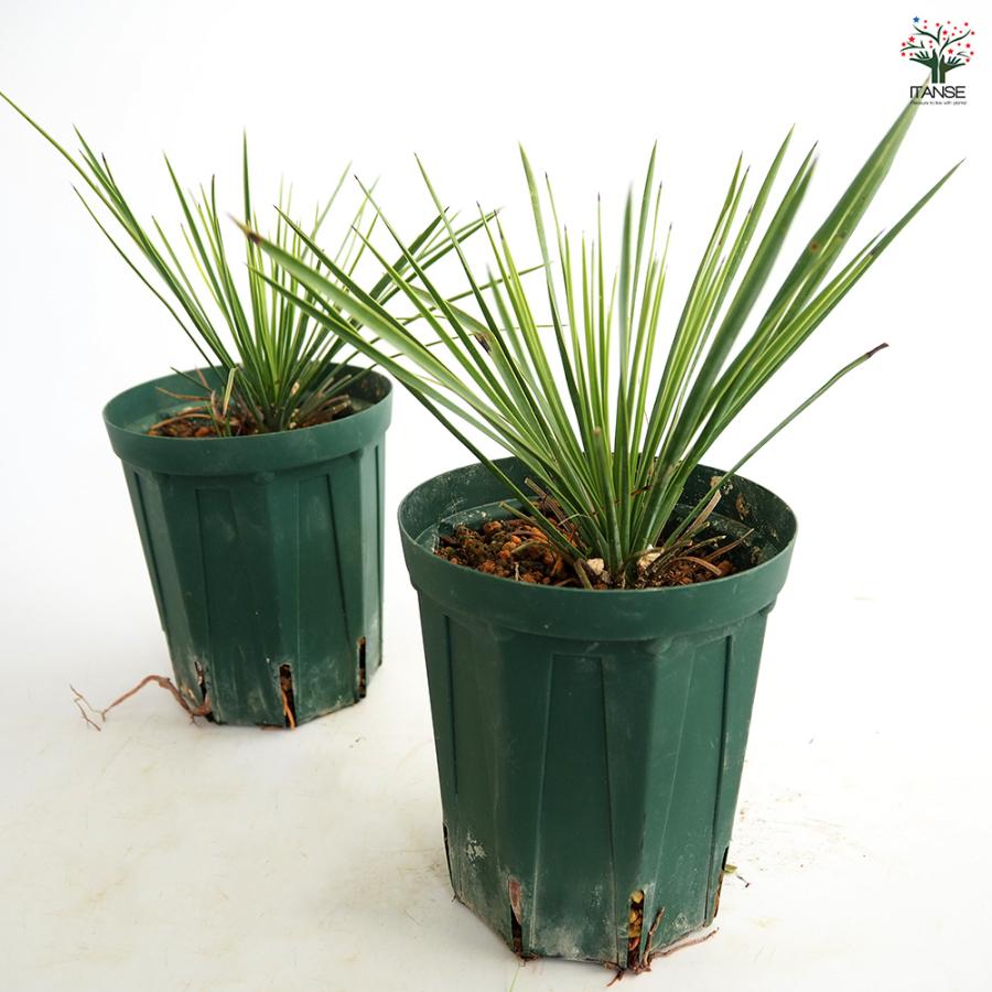 ユッカ リネアリフォリア リニアリーフ 観葉植物 4号/1個売り ゆっか