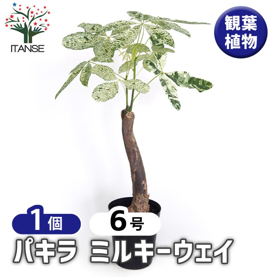 パキラ ミルキーウェイ 観葉植物 6号/1個売り リビング オフィス 事務