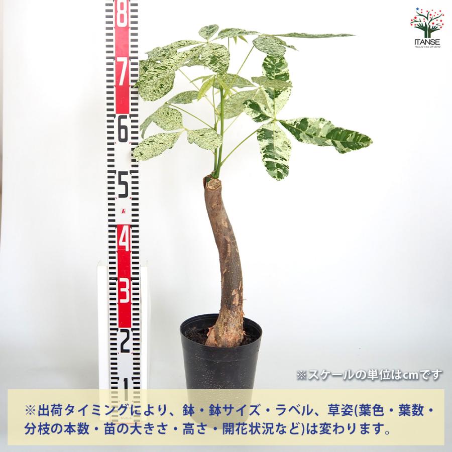 パキラ ミルキーウェイ 観葉植物 6号/1個売り リビング オフィス 事務
